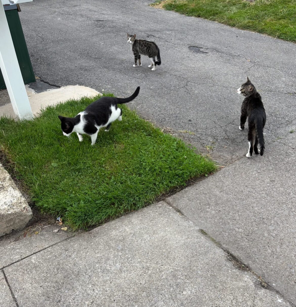From One Cat to Many: Why Spay/Neuter Matters 3 rockats.org