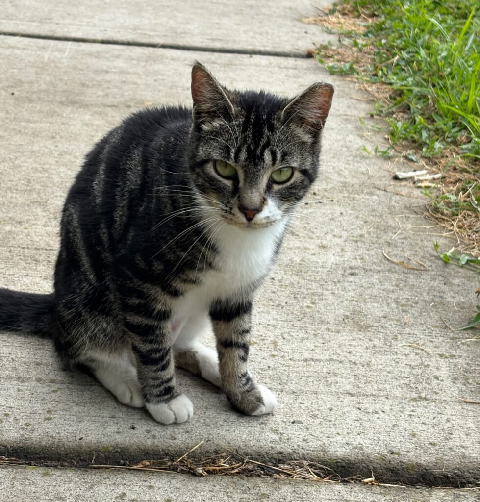 From One Cat to Many: Why Spay/Neuter Matters 4 rockats.org