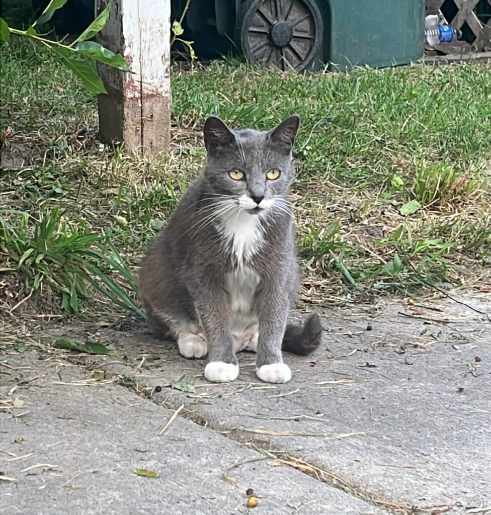 From One Cat to Many: Why Spay/Neuter Matters 6 rockats.org