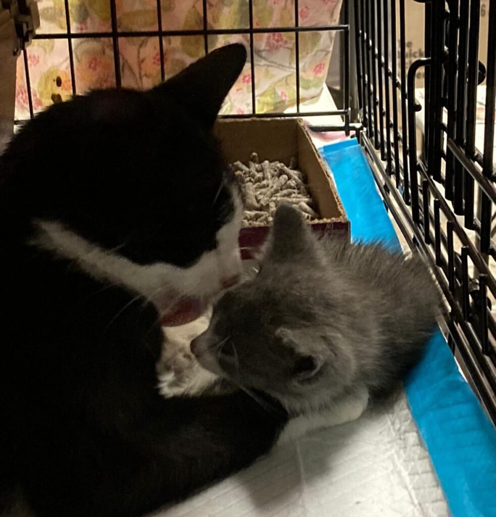 From One Cat to Many: Why Spay/Neuter Matters 7 rockats.org