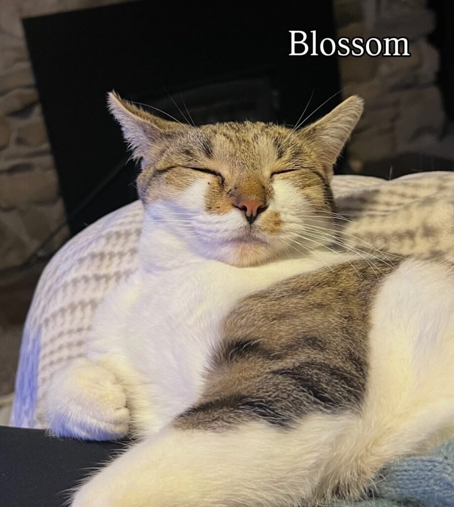 So Much to Be Thankful For 5 rockats.org