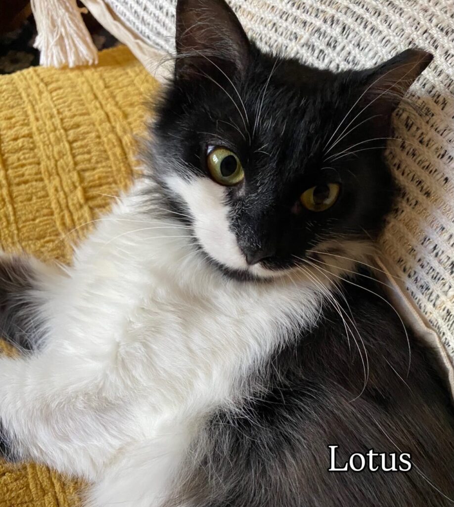 So Much to Be Thankful For 3 rockats.org