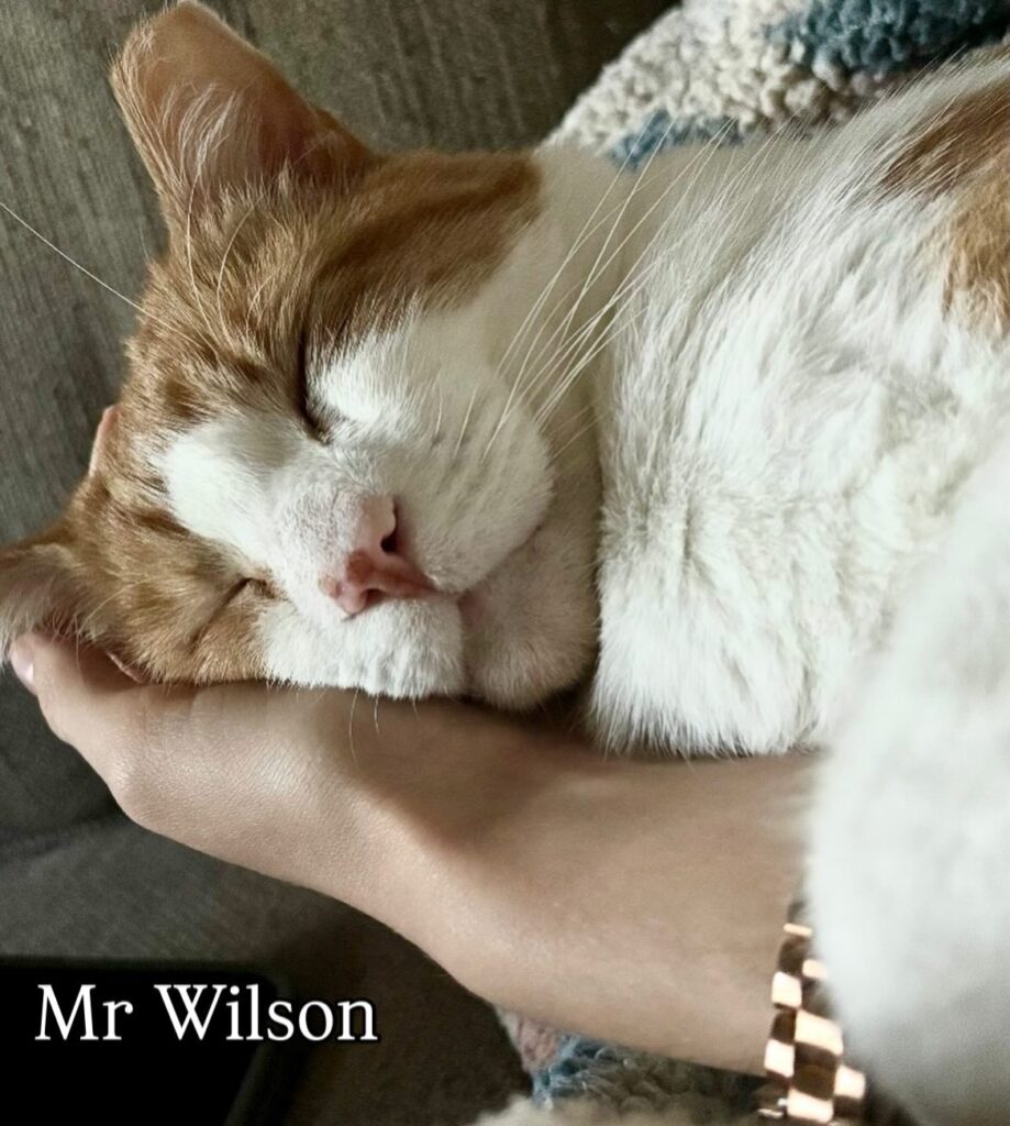 So Much to Be Thankful For 6 rockats.org