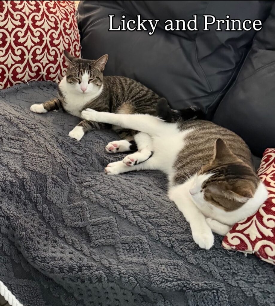 So Much to Be Thankful For 7 rockats.org