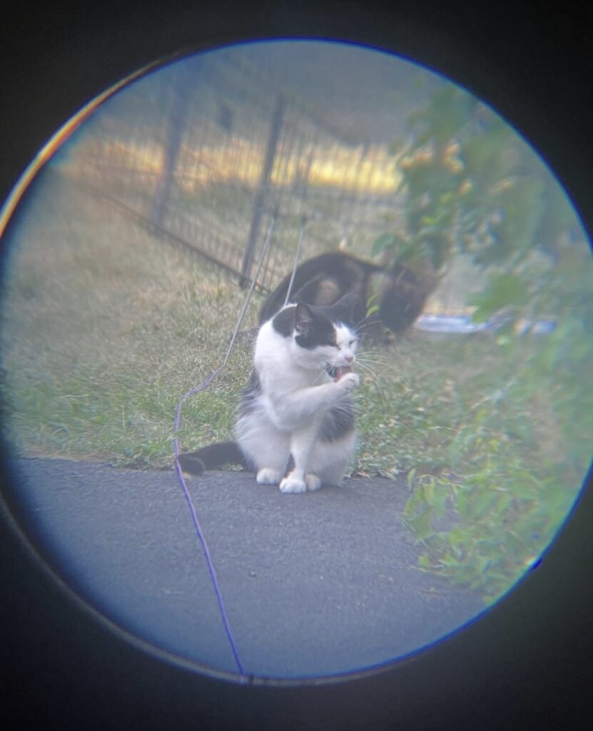 TNR Success in Action 5 rockats.org