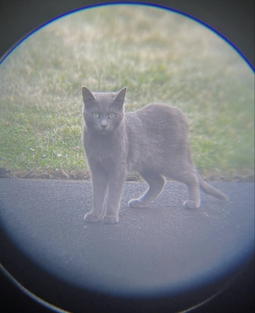 TNR Success in Action 4 rockats.org