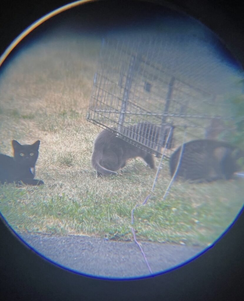 TNR Success in Action 3 rockats.org