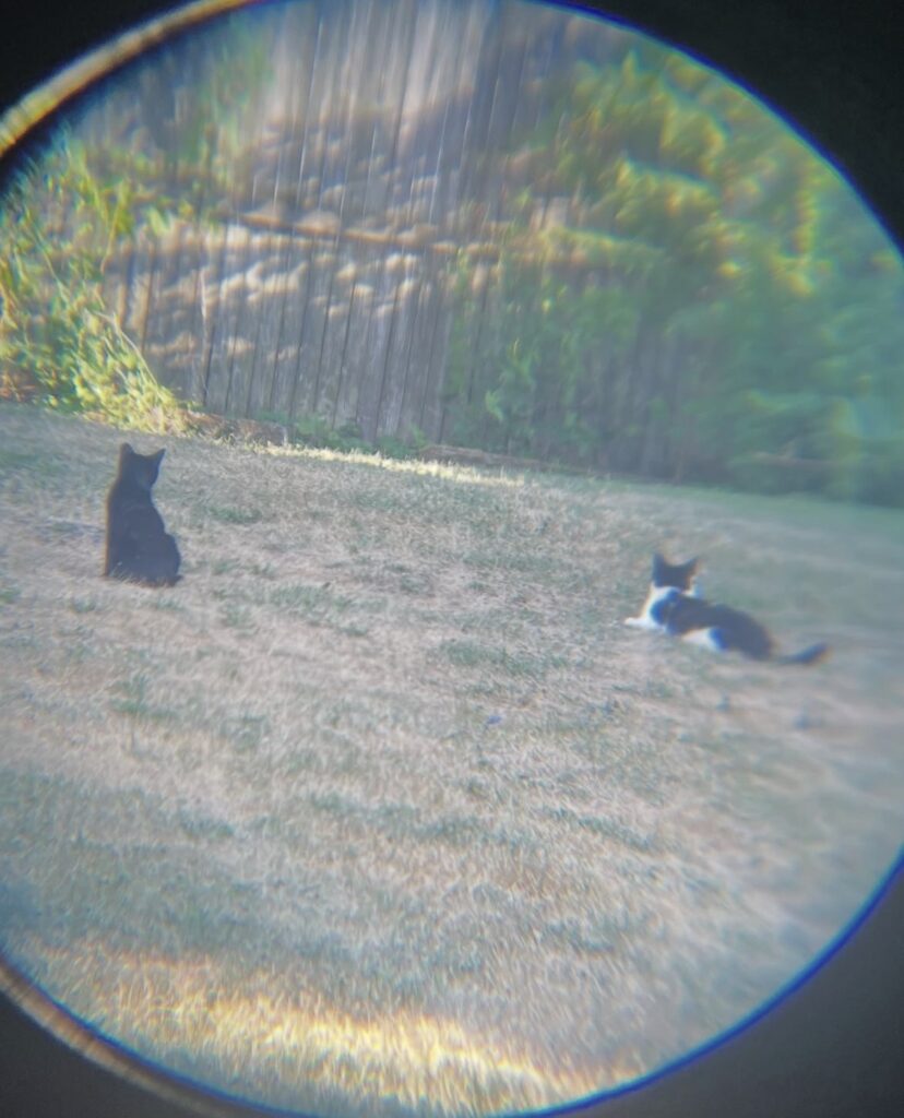 TNR Success in Action 2 rockats.org