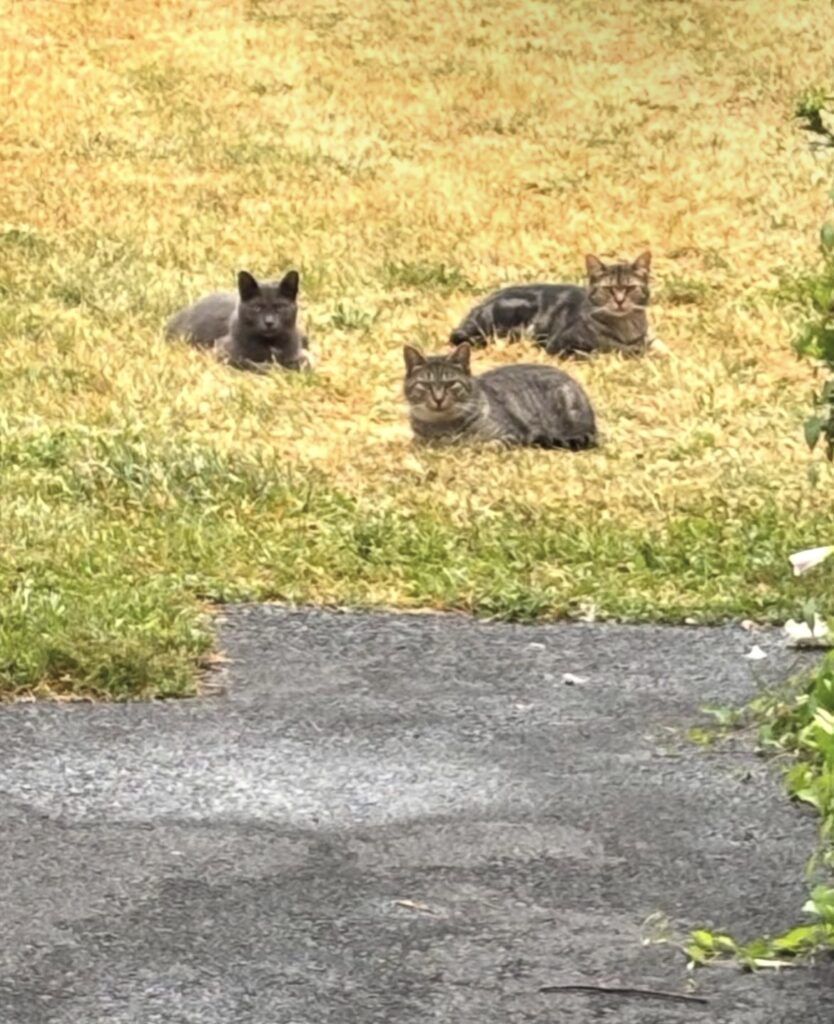 TNR Success in Action 1 rockats.org