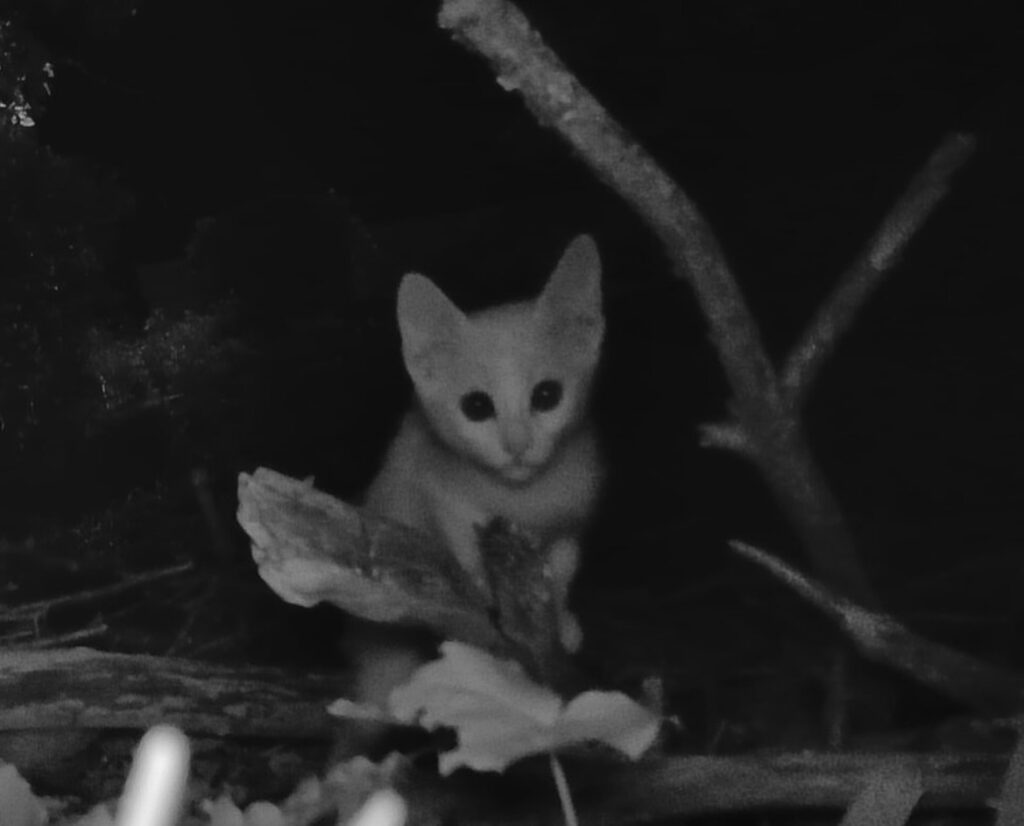 A Happy Reunion for a Little Survivor 3 rockats.org