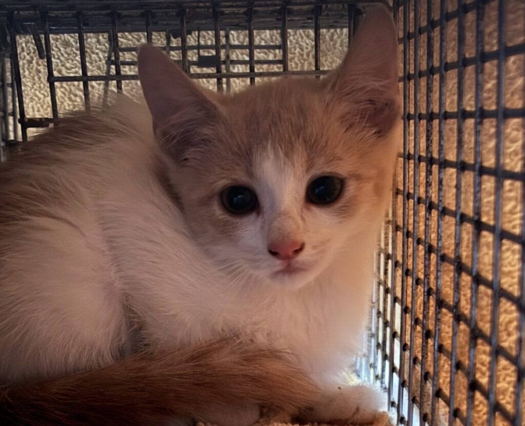 A Happy Reunion for a Little Survivor 2 rockats.org