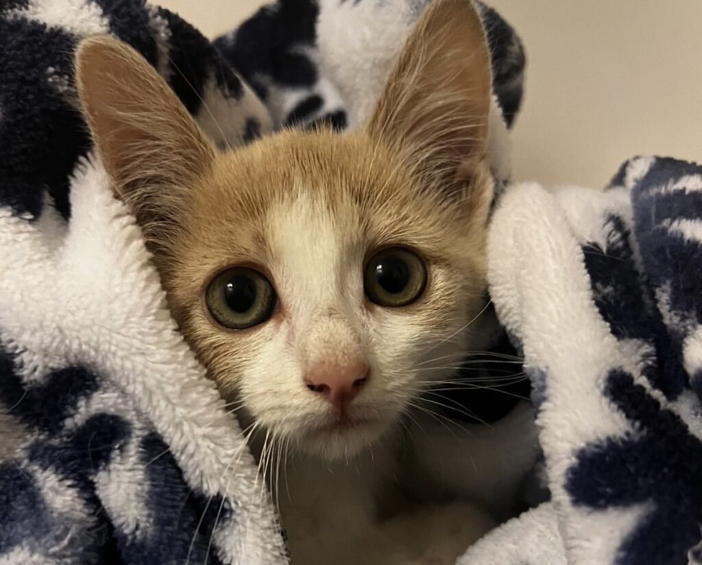 A Happy Reunion for a Little Survivor 1 rockats.org