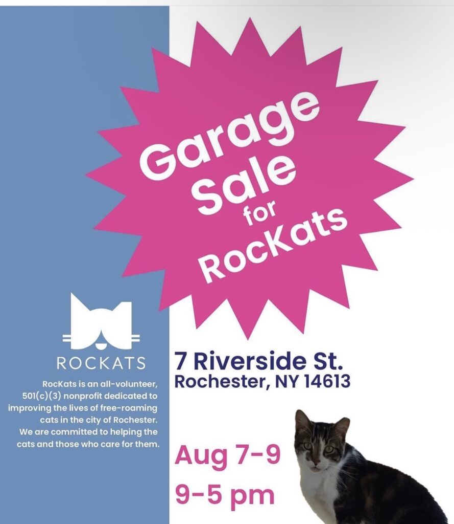 Helping Sad Tabby Heal 2 rockats.org