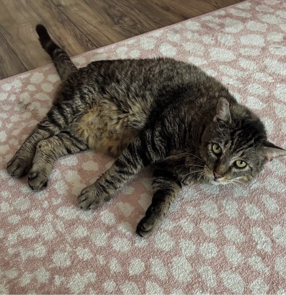 Helping Sad Tabby Heal 1 rockats.org