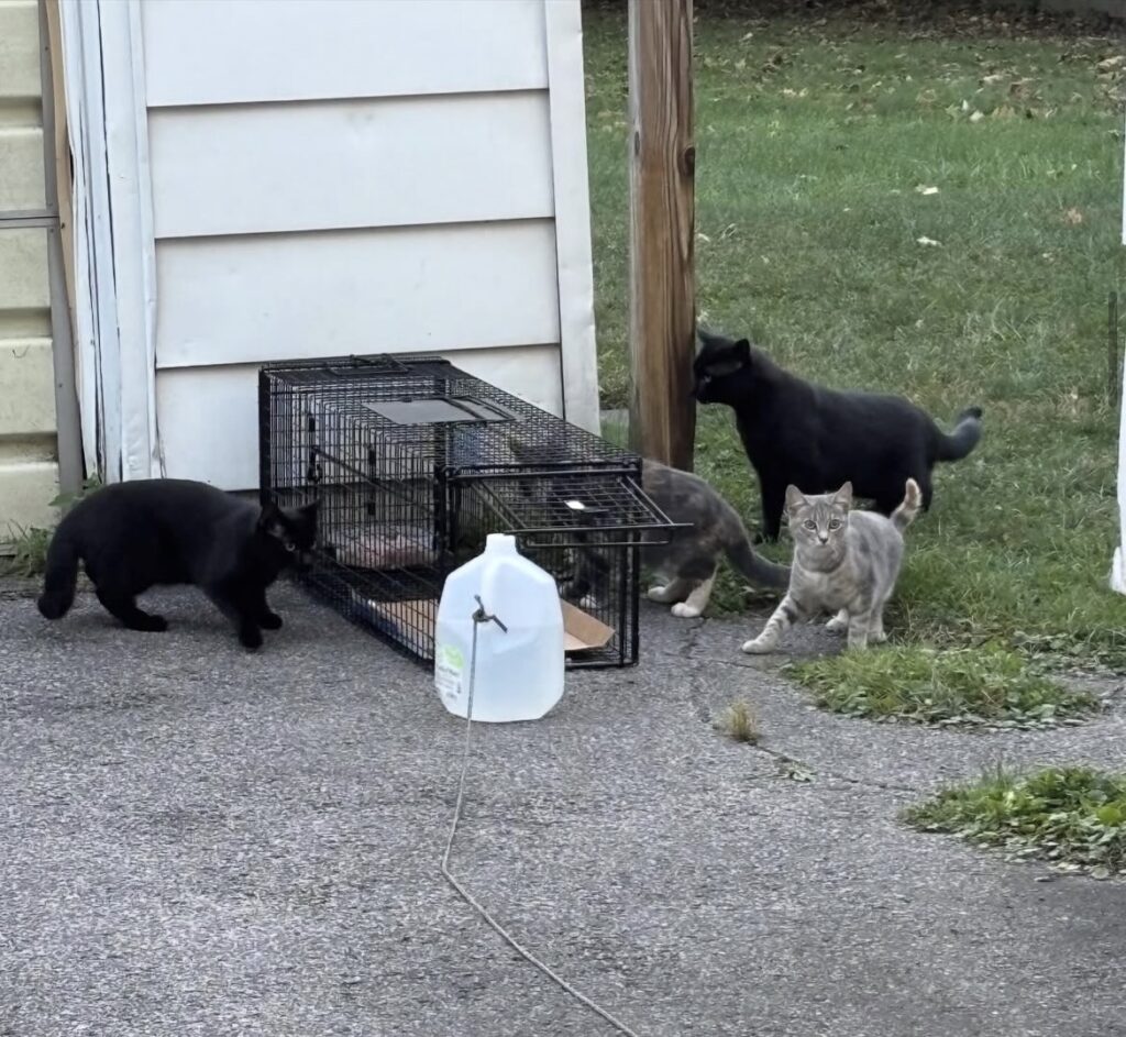 Learn to Trap & Help Cats 1 rockats.org