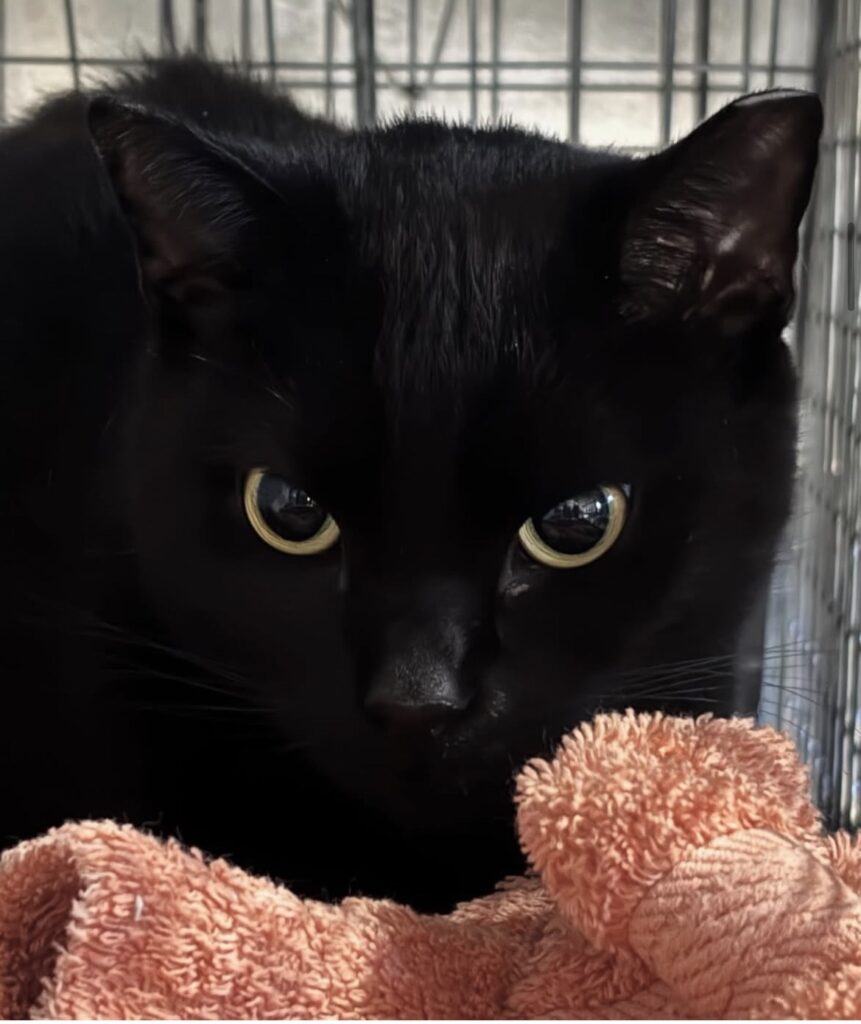 TNVR in Action: Ten Females Spayed 8 rockats.org