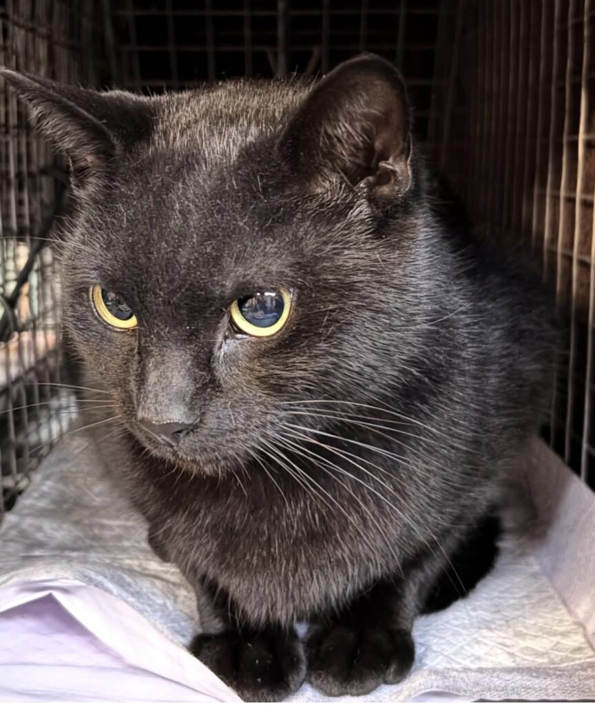 TNVR in Action: Ten Females Spayed 7 rockats.org