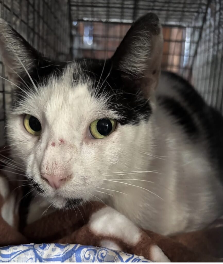 TNVR in Action: Ten Females Spayed 6 rockats.org