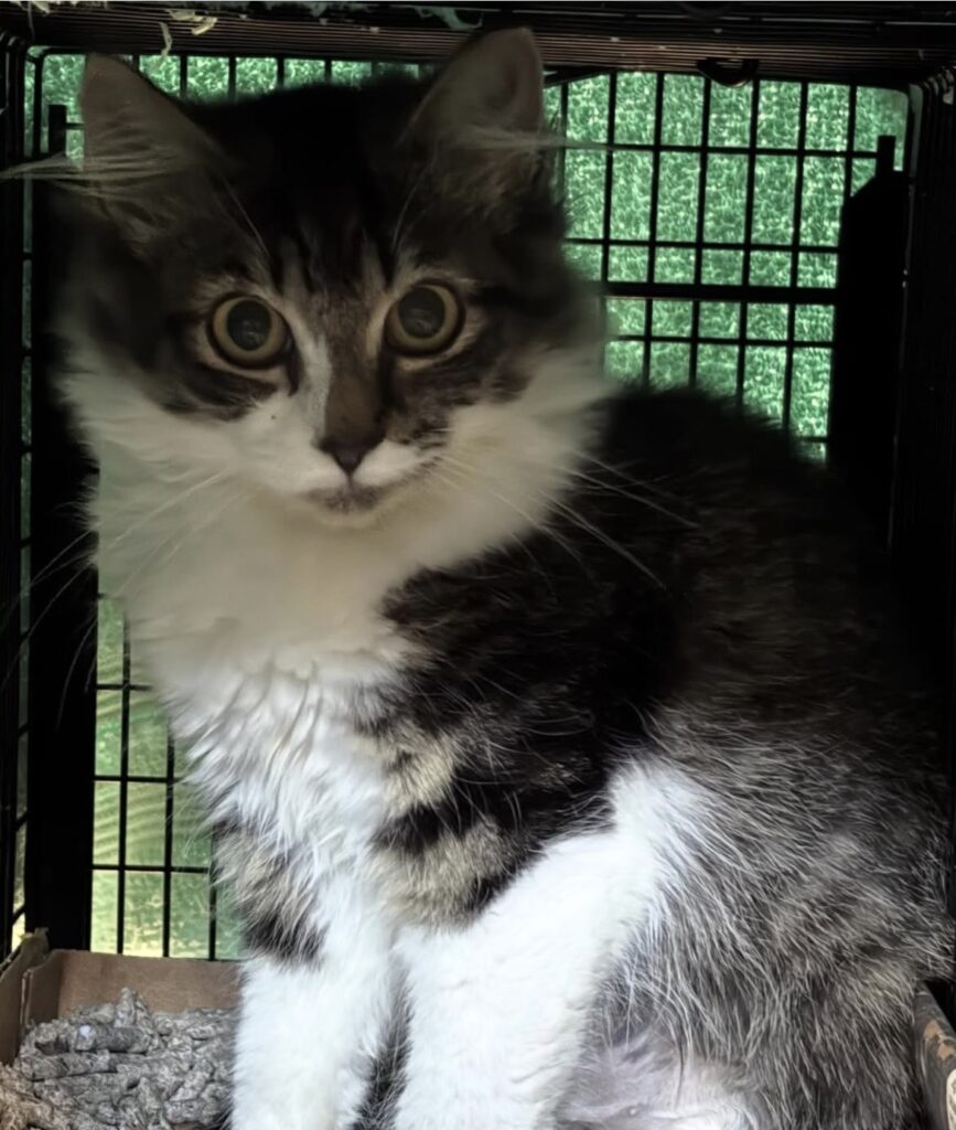 TNVR in Action: Ten Females Spayed 5 rockats.org