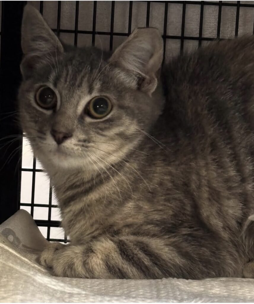 TNVR in Action: Ten Females Spayed 4 rockats.org