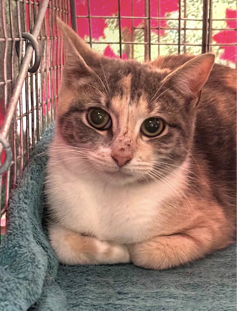 Collaborating to Make a Difference 10 rockats.org