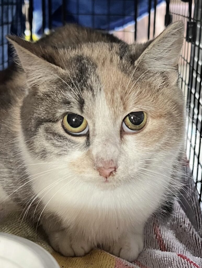 Collaborating to Make a Difference 3 rockats.org