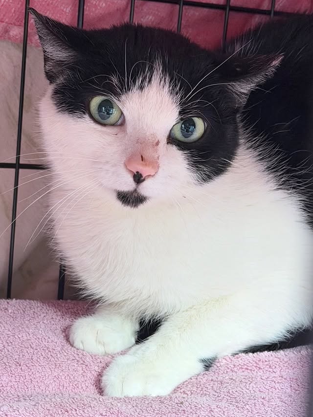 24 Cats, Countless Acts of Kindness 1 rockats.org