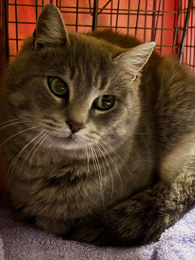 24 Cats, Countless Acts of Kindness 8 rockats.org