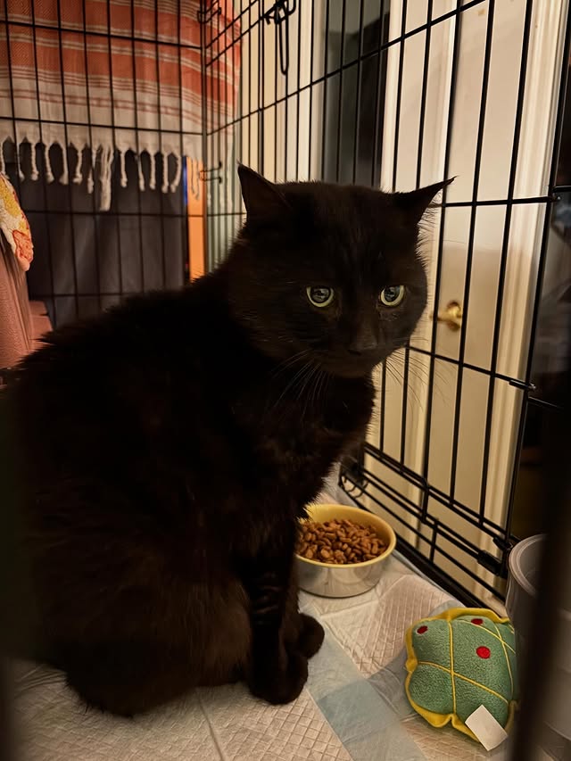 24 Cats, Countless Acts of Kindness 7 rockats.org