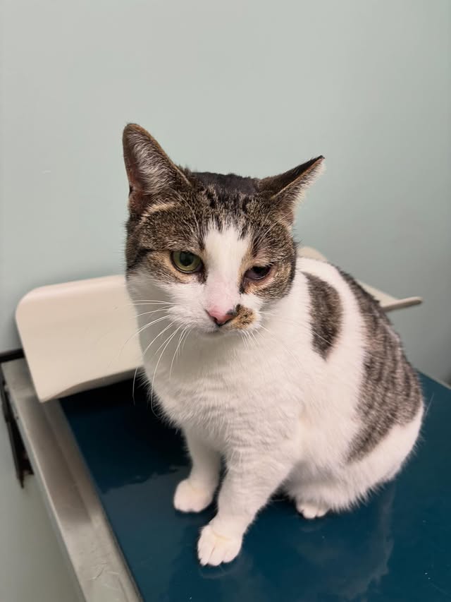 24 Cats, Countless Acts of Kindness 6 rockats.org