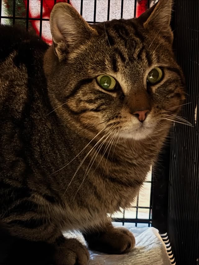 24 Cats, Countless Acts of Kindness 5 rockats.org