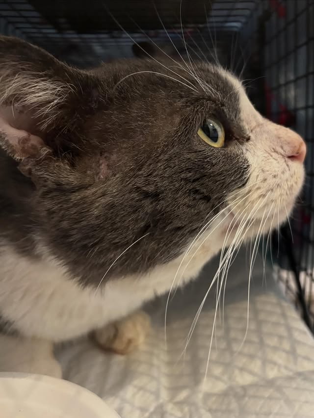 24 Cats, Countless Acts of Kindness 4 rockats.org