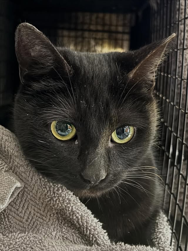 24 Cats, Countless Acts of Kindness 3 rockats.org