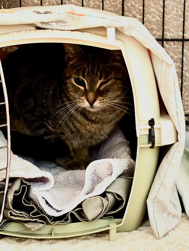 24 Cats, Countless Acts of Kindness 2 rockats.org