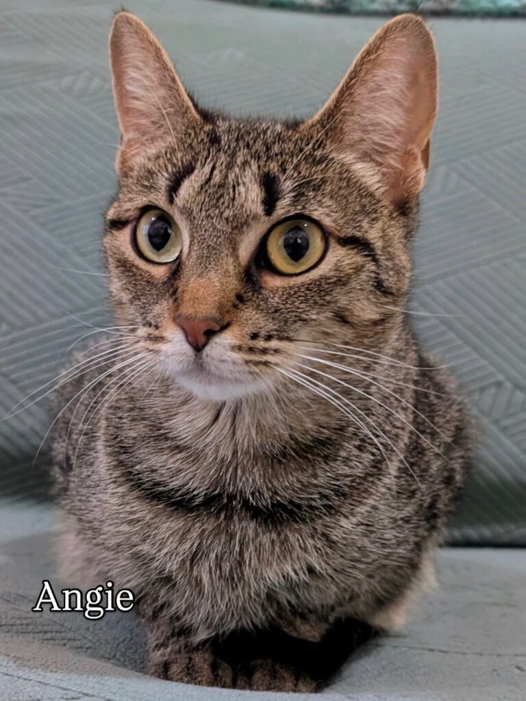 Brown Tabby Time: Meet Our Adorable, Adoptable Cats 4 rockats.org