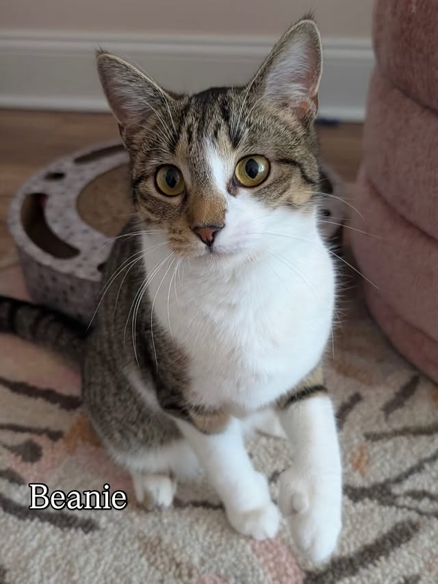 Brown Tabby Time: Meet Our Adorable, Adoptable Cats 6 rockats.org