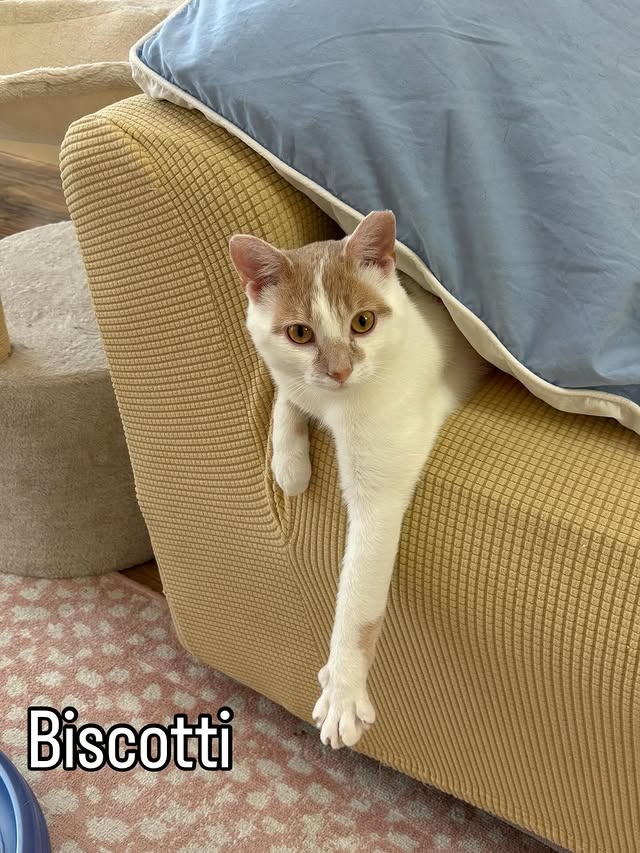 Biscotti and Moonbeam Are Looking for the Right Home 2 rockats.org