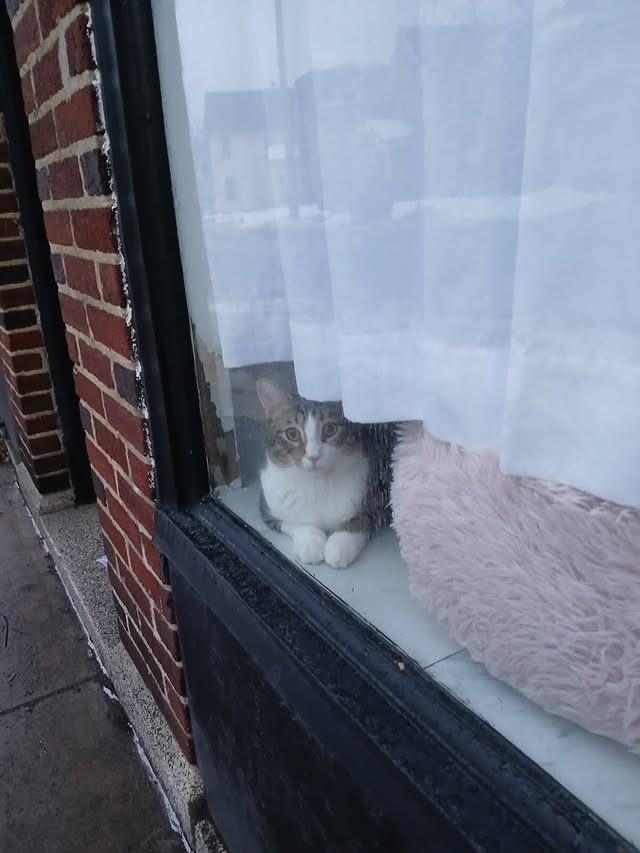 Biscotti and Moonbeam Are Looking for the Right Home 4 rockats.org