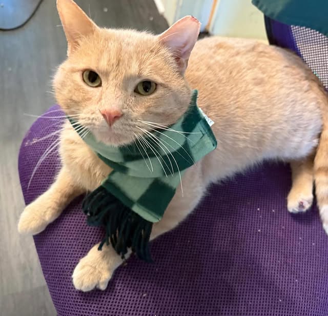 Two Special Cats, Two Big Second Chances 1 rockats.org