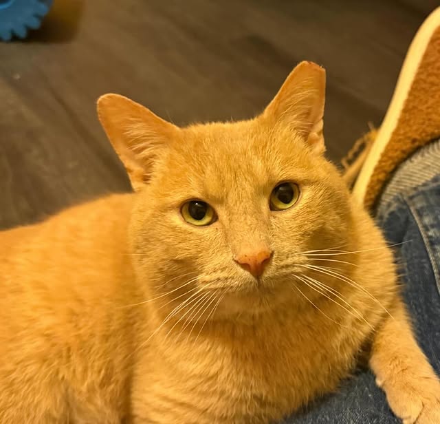 Two Special Cats, Two Big Second Chances 2 rockats.org