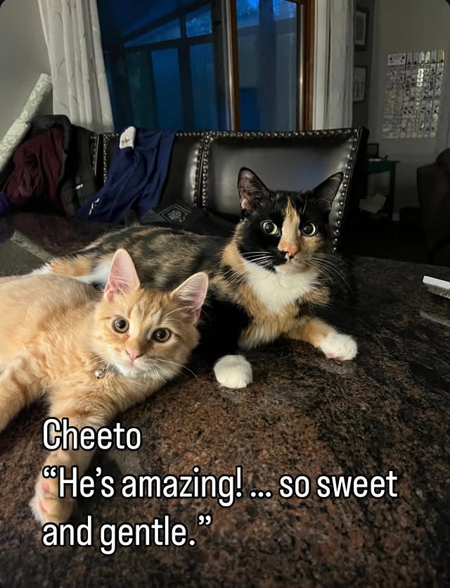 TNR Changes Lives Beyond the Streets 4 rockats.org