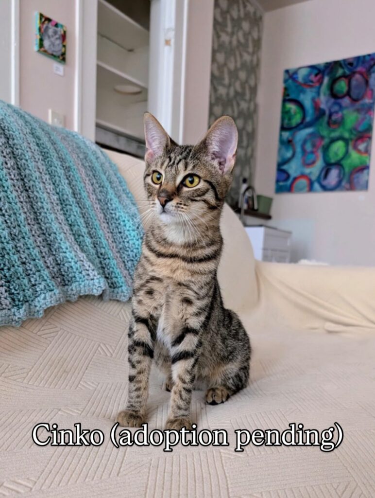 Brown Tabby Time: Meet Our Adorable, Adoptable Cats 10 rockats.org