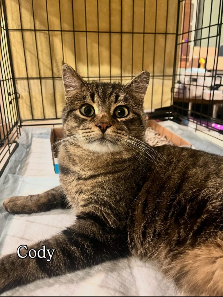 Brown Tabby Time: Meet Our Adorable, Adoptable Cats 2 rockats.org