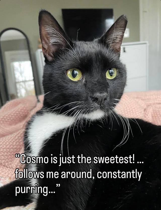 TNR Changes Lives Beyond the Streets 5 rockats.org