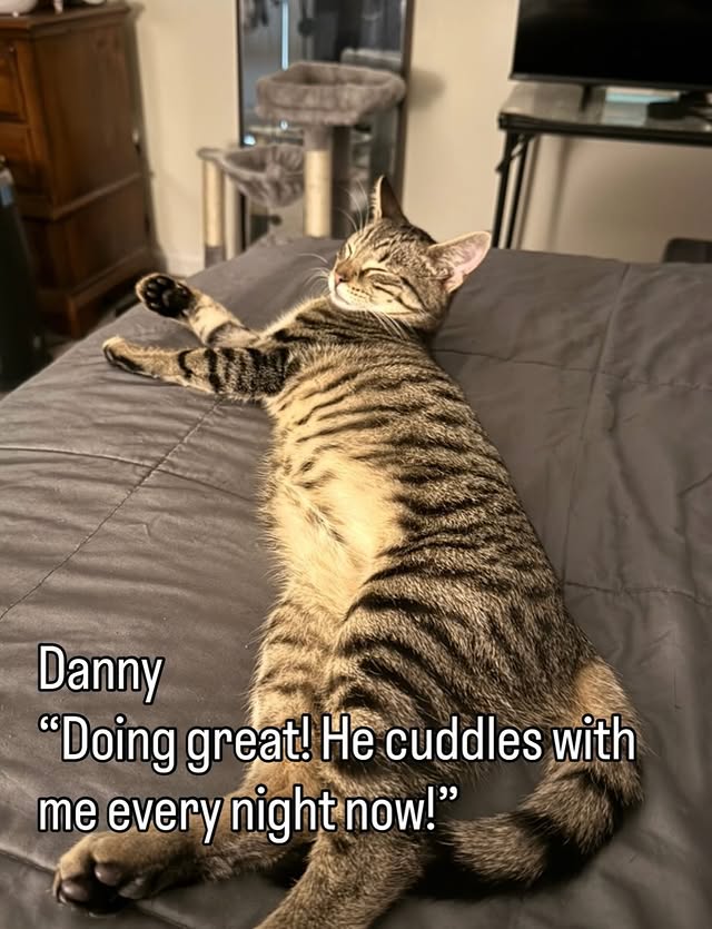 TNR Changes Lives Beyond the Streets 2 rockats.org