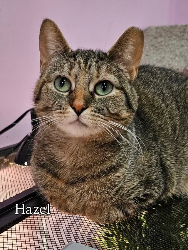 Brown Tabby Time: Meet Our Adorable, Adoptable Cats 8 rockats.org