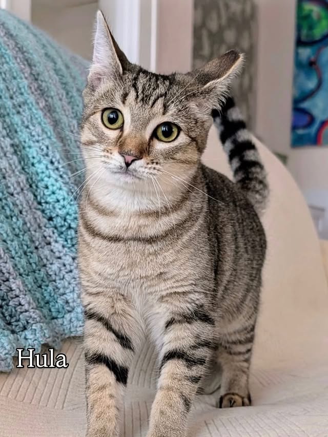 Brown Tabby Time: Meet Our Adorable, Adoptable Cats 9 rockats.org