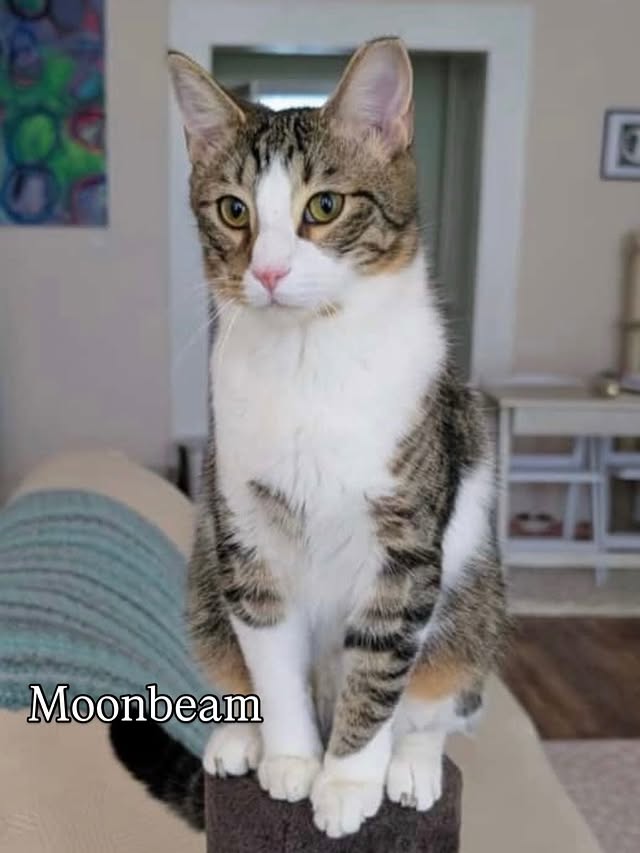 Brown Tabby Time: Meet Our Adorable, Adoptable Cats 5 rockats.org