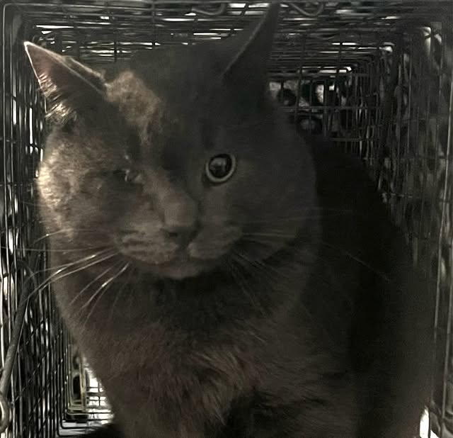 Two Special Cats, Two Big Second Chances 4 rockats.org