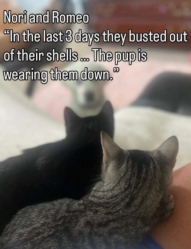 TNR Changes Lives Beyond the Streets 8 rockats.org